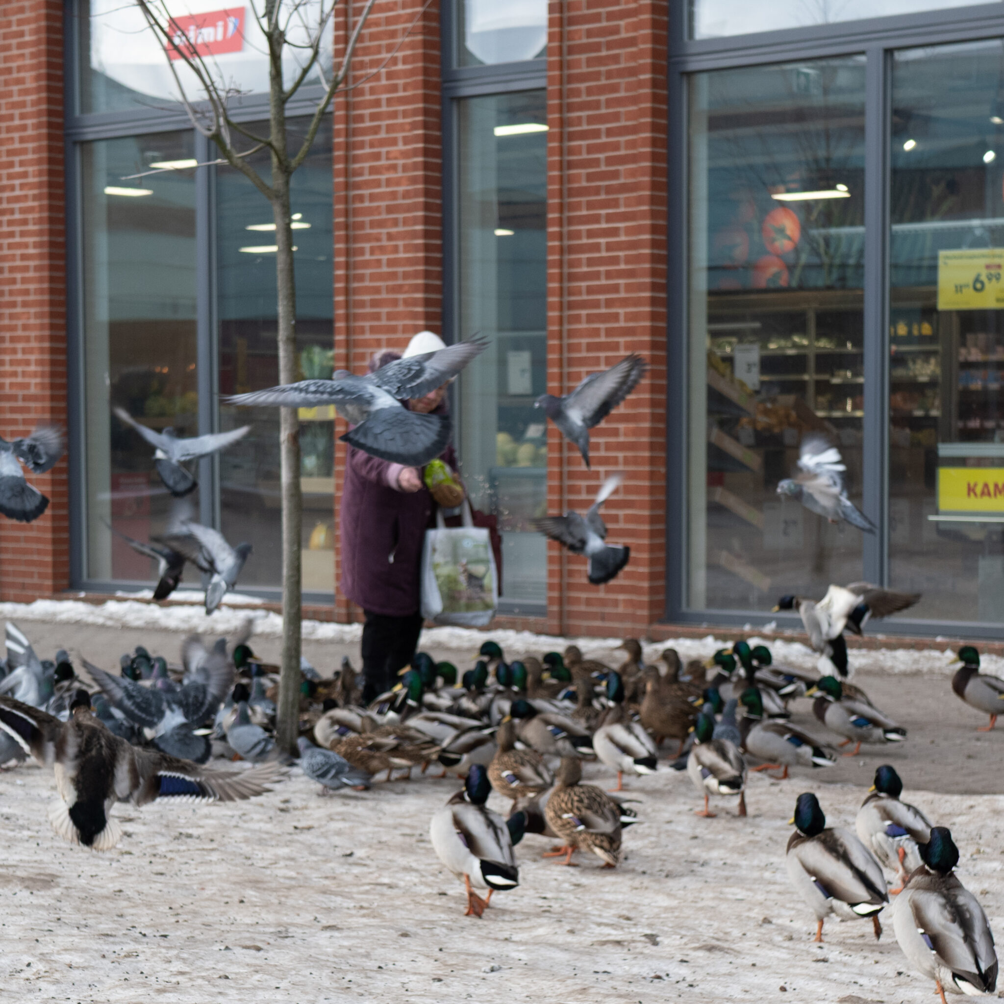 Naine toidab poe ees linde, maas lumi.